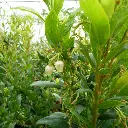arbutus-unedo-atlantic-ladan pepinieres.webp