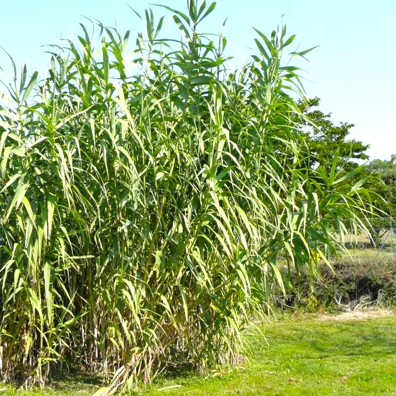 arundo-donax.webp