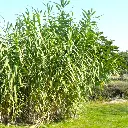 arundo-donax.webp