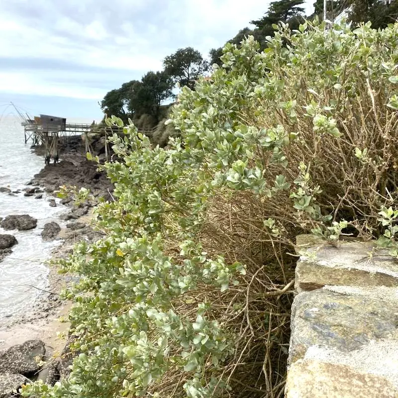 atriplex-halimus-pourpier-de-mer.webp