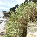 atriplex-halimus-pourpier-de-mer.webp