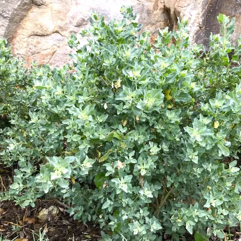 atriplex-halimus-ladan pepinieres.webp