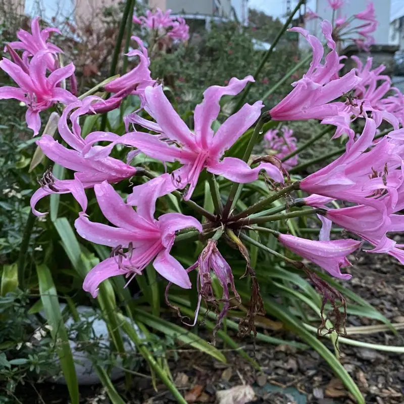 amaryllis-belladonna.webp