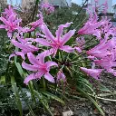 amaryllis-belladonna.webp