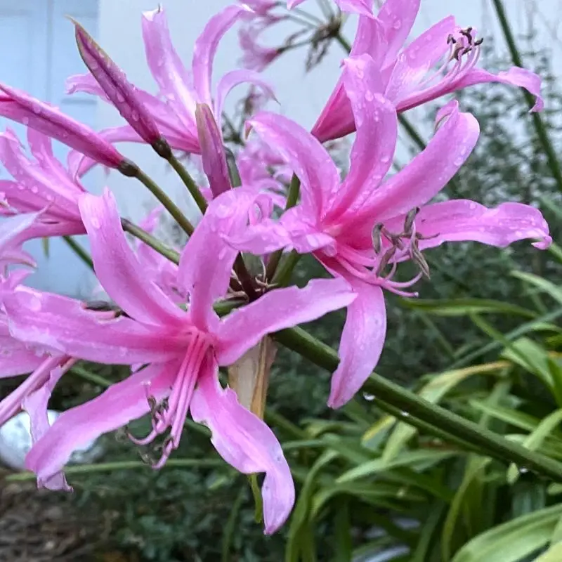 amaryllis-belladonna-ladan.webp