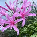 amaryllis-belladonna-ladan.webp