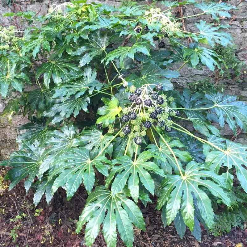 aralia-sieboldii-Ladan.webp