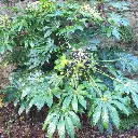 aralia-sieboldii-Ladan.webp