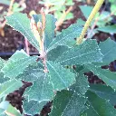 banksia integrifolia-ladan.webp