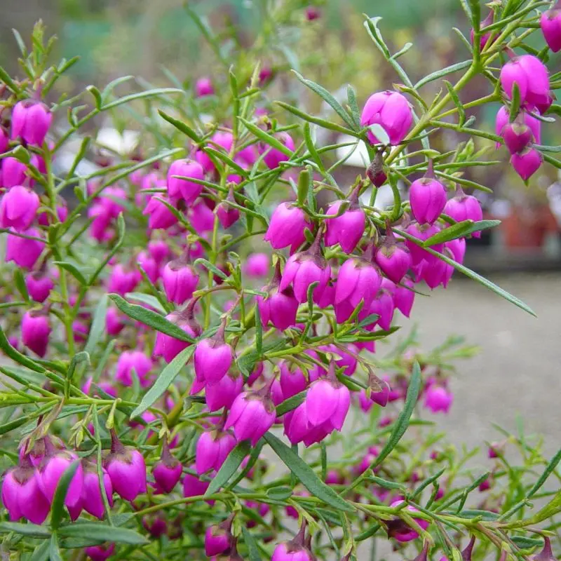 boronia-heterophylla.webp