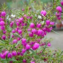 boronia-heterophylla.webp