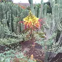 caesalpina-giliesii.webp