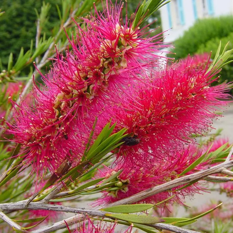 callistemon rigidus-ladan.webp