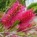 callistemon rigidus-ladan.webp