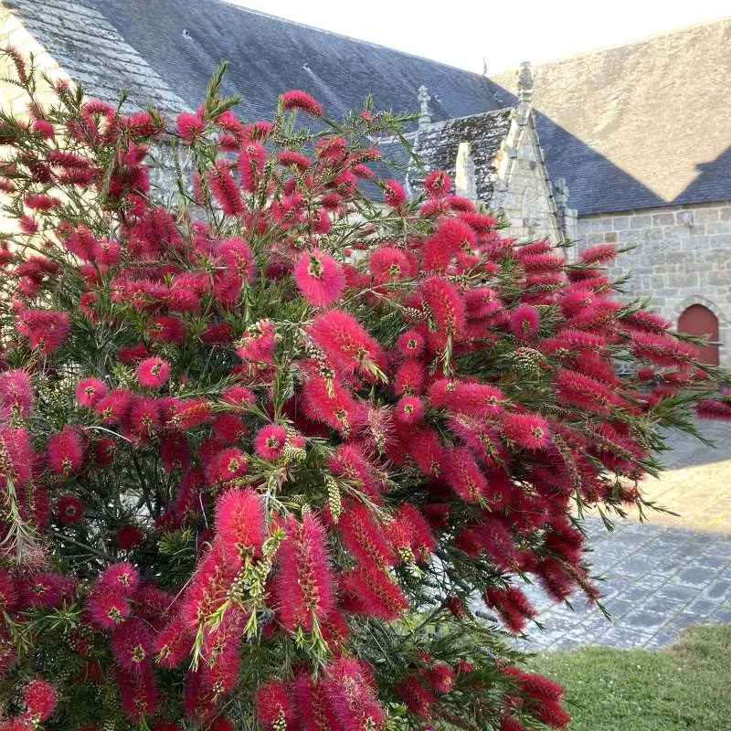 callistemon rigidus-pepinieres ladan.webp