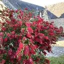 callistemon rigidus-pepinieres ladan.webp