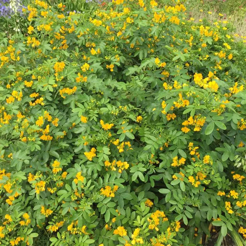 cassia corymbosa-ladan.webp