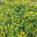 cassia corymbosa-ladan.webp