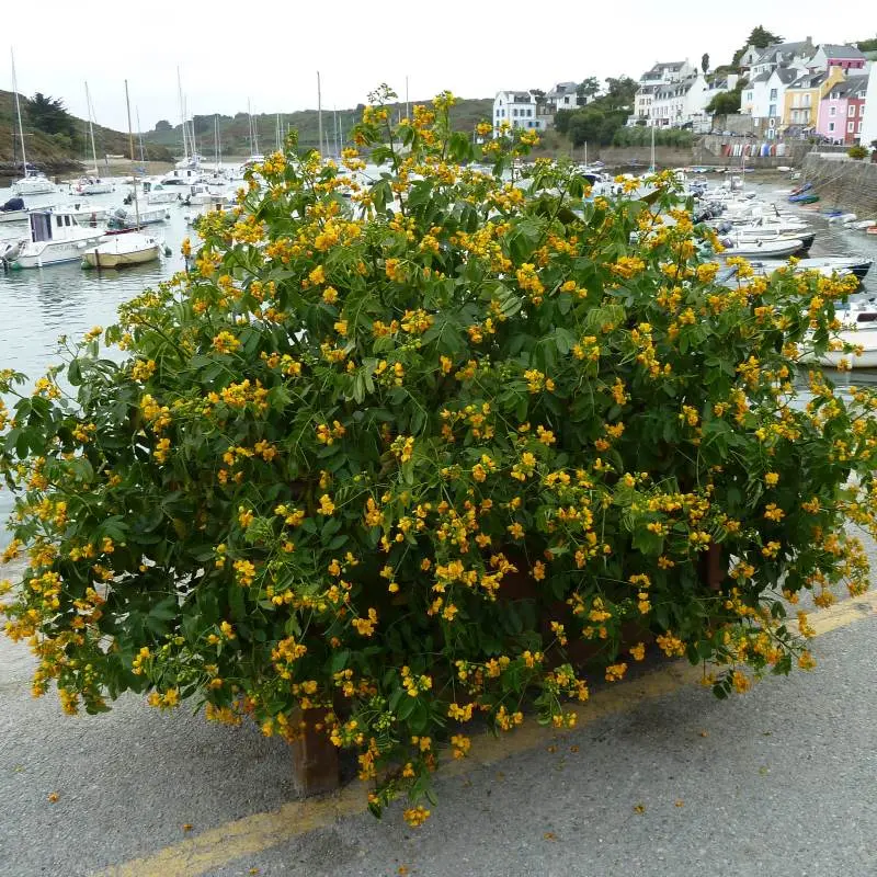 cassia corymbosa-pepinieres ladan.webp