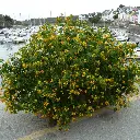 cassia corymbosa-pepinieres ladan.webp