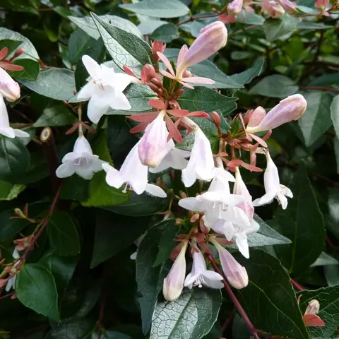 Abelia grandiflora P1000328.webp