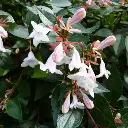 Abelia grandiflora P1000328.webp