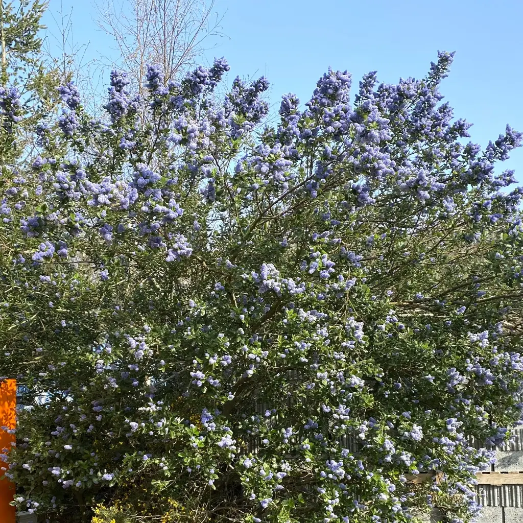 ceanothus arboreus trewithen blue-pepinieres ladan.webp