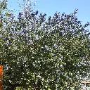 ceanothus arboreus trewithen blue-pepinieres ladan.webp