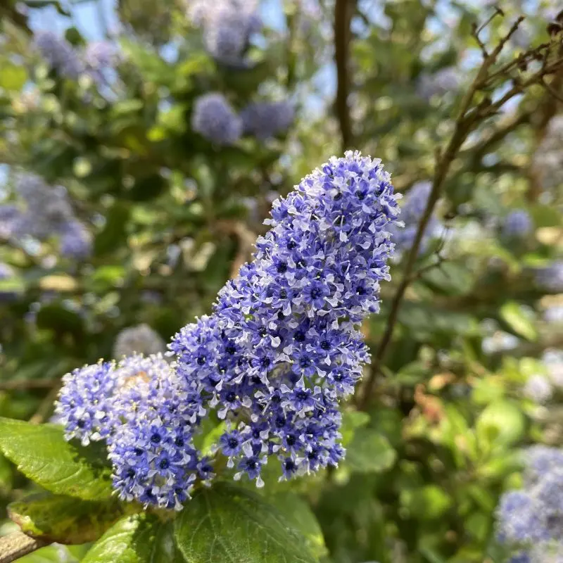 ceanothus arboreus trewithen blue-ladan.webp