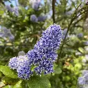 ceanothus arboreus trewithen blue-ladan.webp