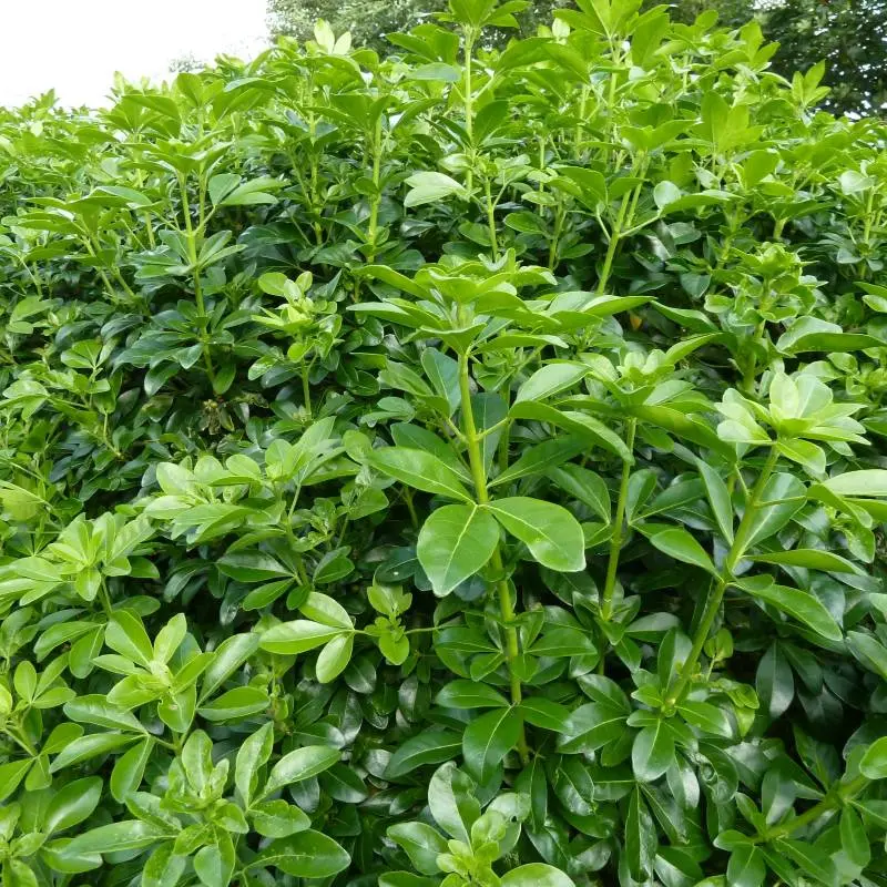 choisya ternata-pepinieres ladan.webp