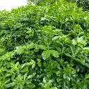 choisya ternata-pepinieres ladan.webp