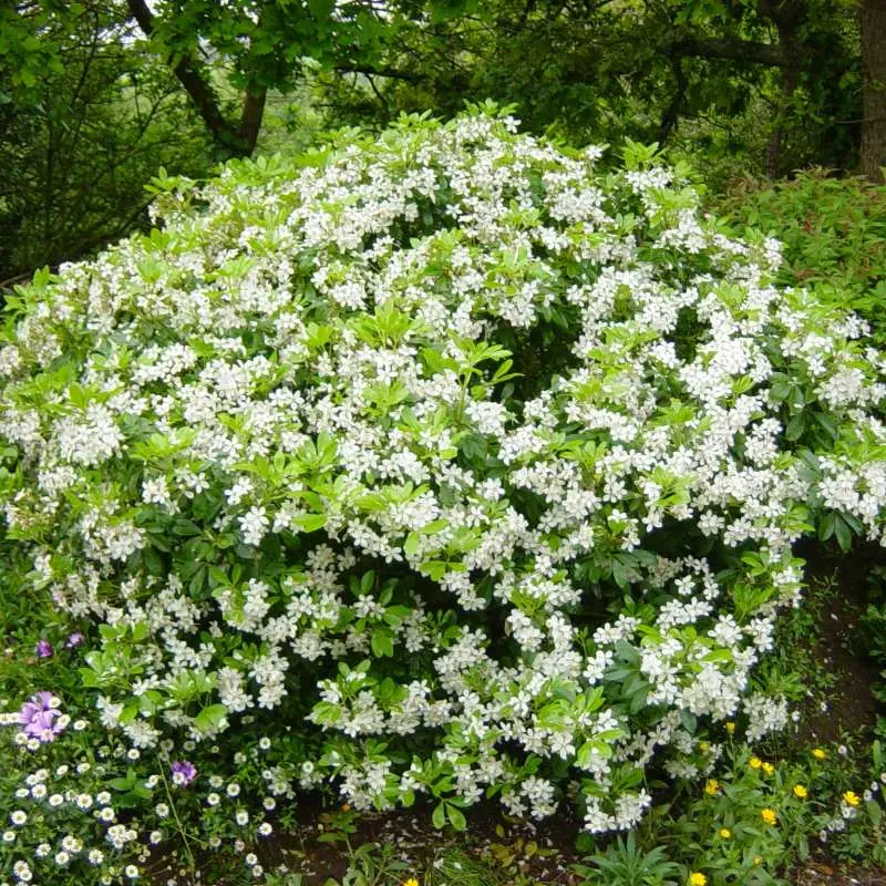 choisya ternata-ladan.webp