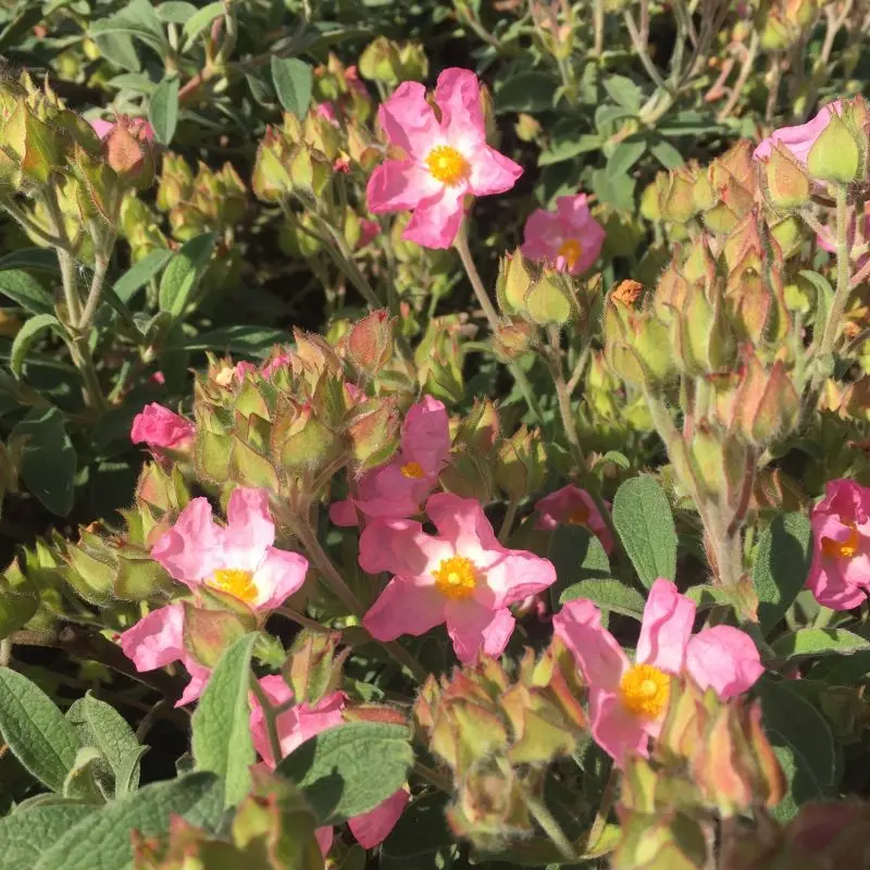 cistus parviflorus-pepinieres ladan.webp
