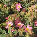 cistus parviflorus-pepinieres ladan.webp