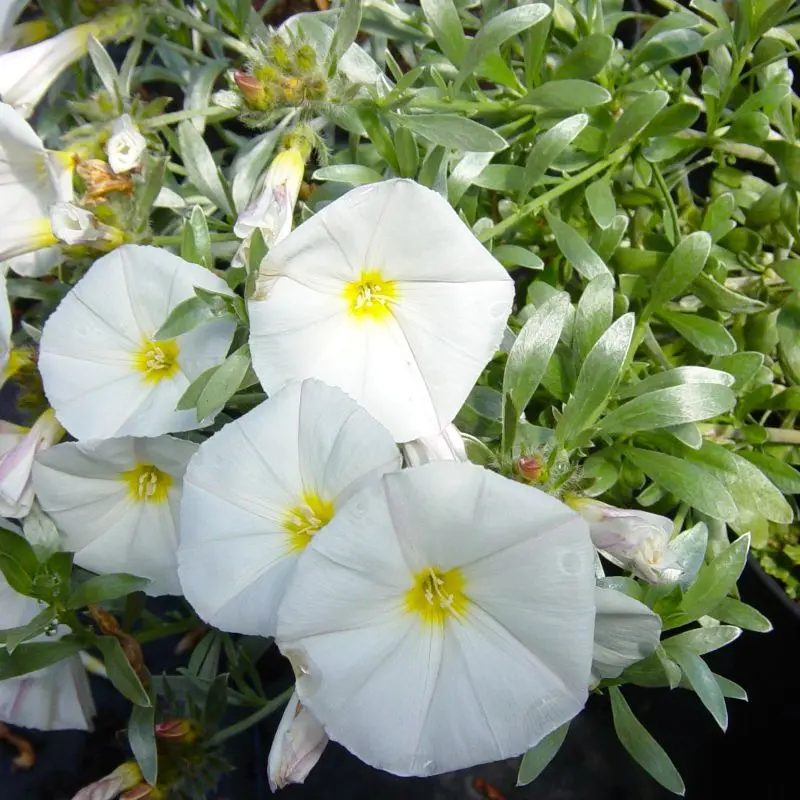 convolvulus cneorum-pepinieres ladan.webp
