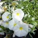 convolvulus cneorum-pepinieres ladan.webp