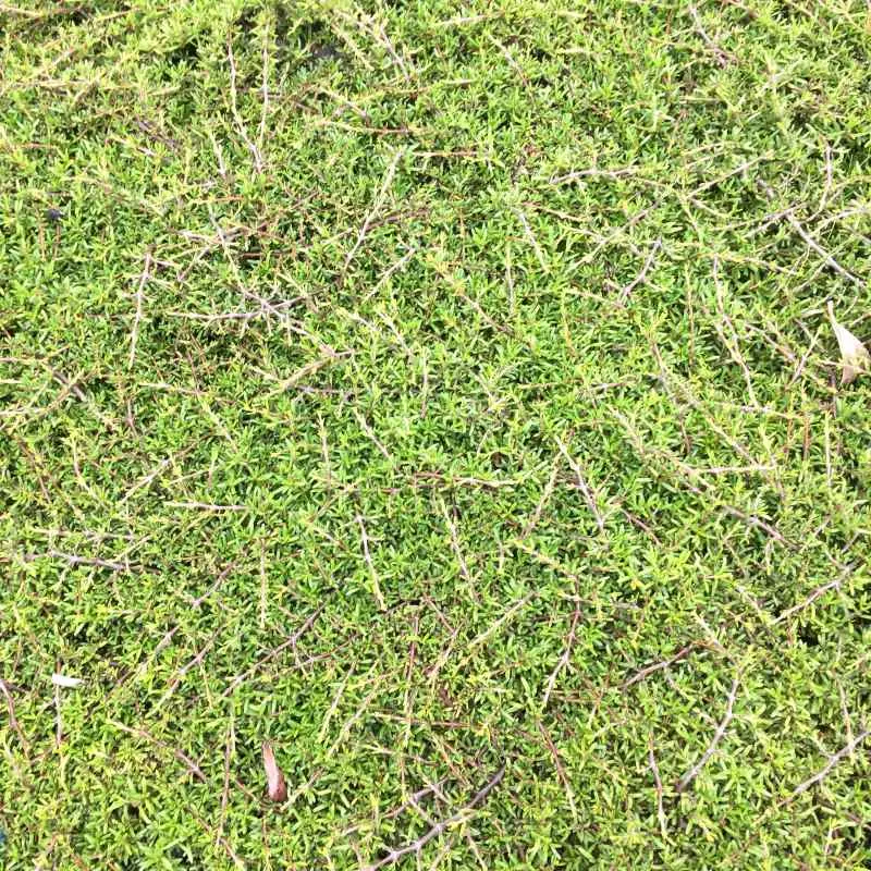 coprosma acerosa-pepinieres ladan.webp