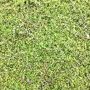 coprosma acerosa-pepinieres ladan.webp