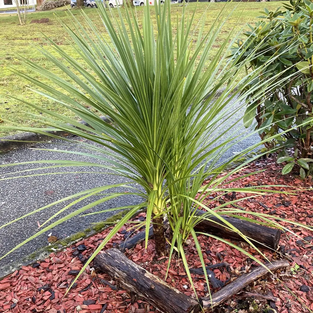cordyline australis-pepinieres ladan.webp