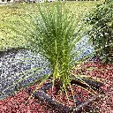 cordyline australis-pepinieres ladan.webp