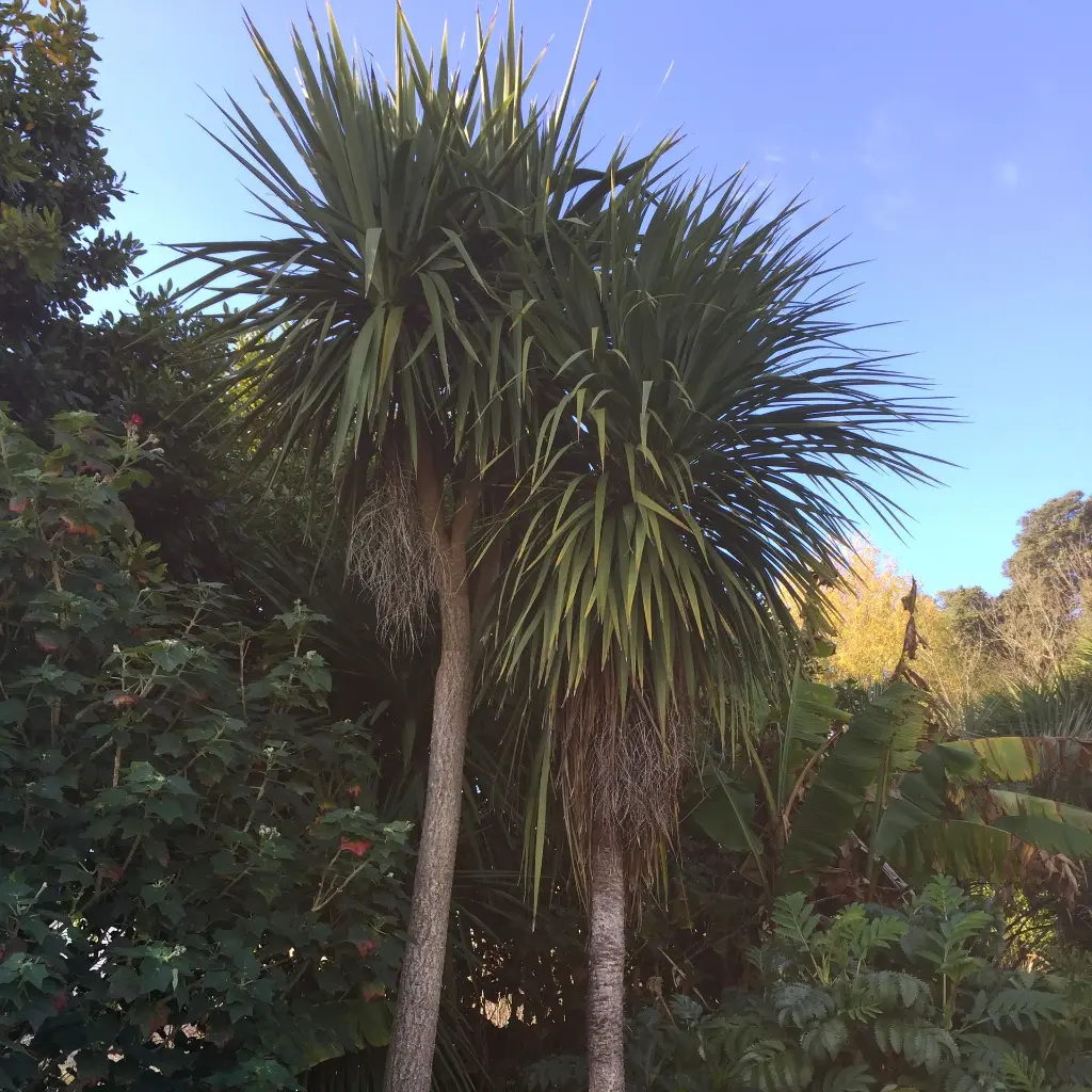 cordyline australis-ladan.webp