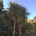 cordyline australis-ladan.webp