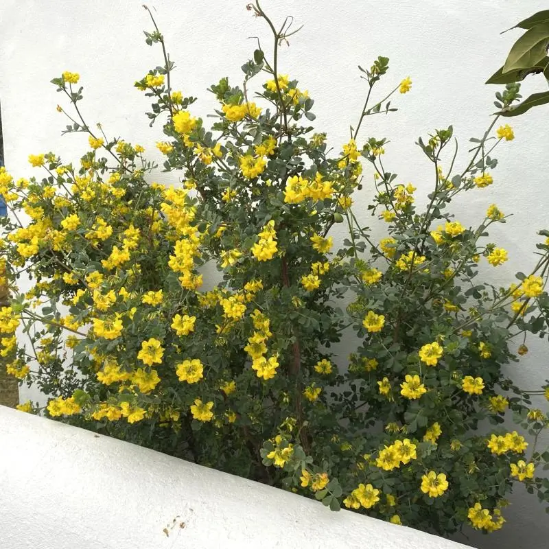 coronilla glauca-coronille de valence-ladan.webp
