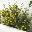 coronilla glauca-coronille de valence-ladan.webp