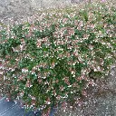 Abelia grandiflora P1000383.webp