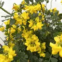 coronilla glauca-coronille de Valence-pepinieres ladan.webp