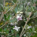 correa alba rosea.webp