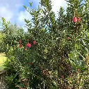 crinodendron hookerianum-ladan.webp