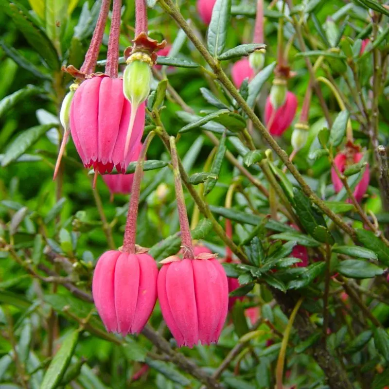 crinodendron hookerianum-pepinieres ladan.webp